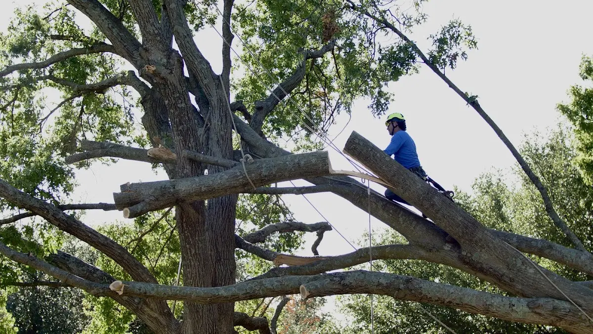 Professional Hazardous Tree Removal performed by certified arborists in Woodside